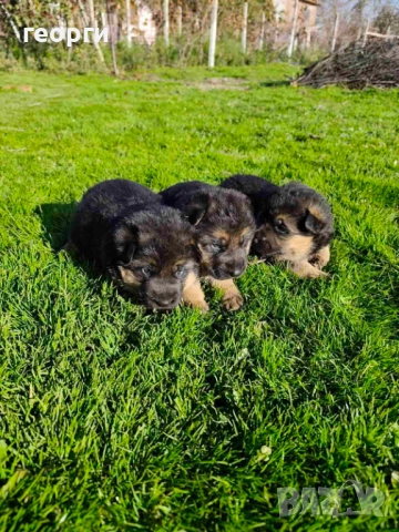 Малки Немски Овчарки, снимка 3 - Немска овчарка - 52824581