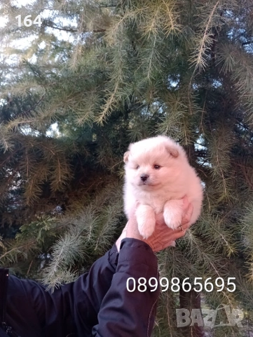 Бели и кремави мъжки кученца Шпиц., снимка 4 - Шпиц - 53876075