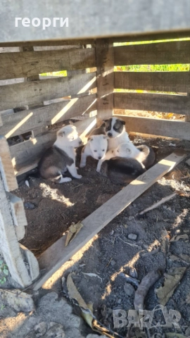 Западно сибирска лайка , снимка 6 - Други - 52490174