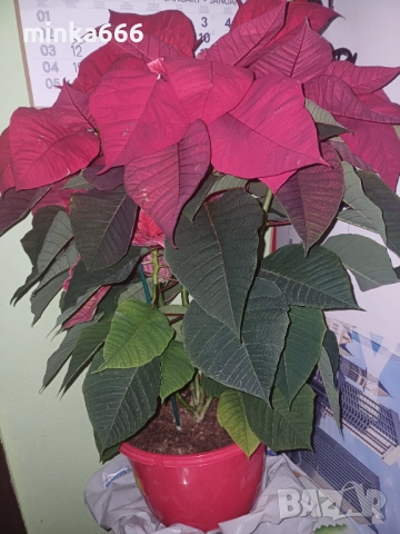 Голяма коледна звезда