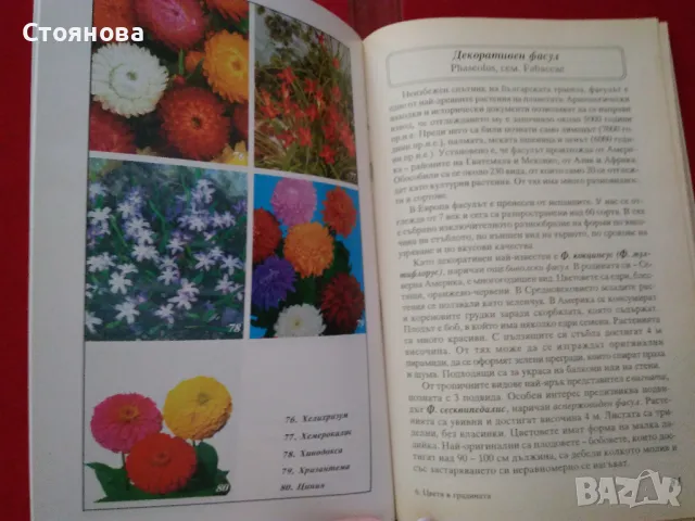Книги за цветята: "Цветя в градината" Анка Дончева и "400 цветя за дома" , снимка 7 - Специализирана литература - 49783135