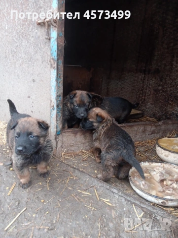 Белгийски овчарки Малиноа, снимка 5 - Белгийска овчарка - 53582487