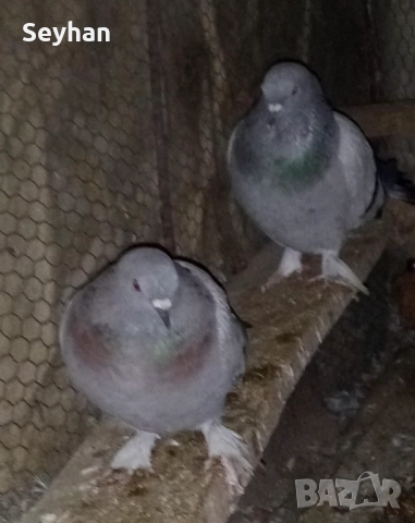 Гълъби мардини , снимка 2 - Гълъби - 52715554