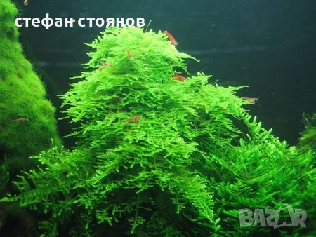 Продавам аквариумно растение - "Коледен мъх" , снимка 1 - Рибки - 45357901