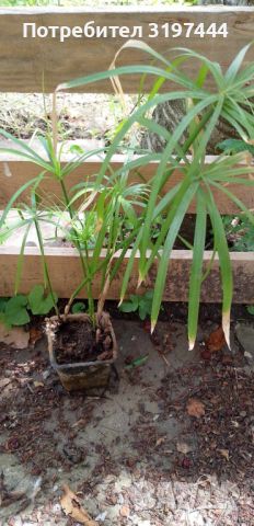 Циперус- водна палма, снимка 1 - Градински цветя и растения - 46051410