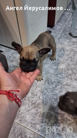 Уникални кученца френски булдог. , снимка 5 - Френски булдог - 53716204