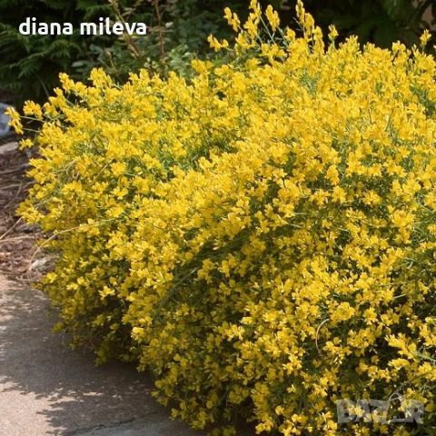 Гениста,  Genista Lydia, многогодишен, листопаден храст!!, снимка 5 - Градински цветя и растения - 45514955