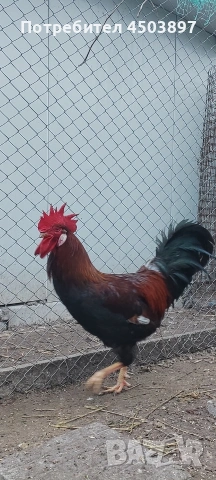 Продавам Петли, снимка 2 - Кокошки и пуйки - 53936415