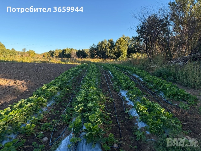 Предлагам елитен расад ягуди и малини, снимка 3 - Разсади - 52135758