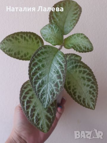 Еписция, episcia cupreata, снимка 1 - Стайни растения - 46242358