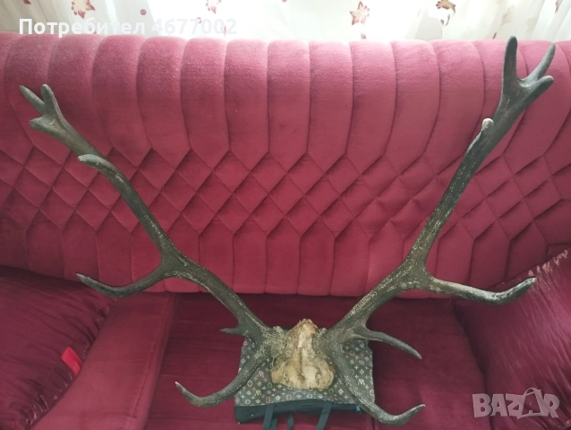 Красив трофей от елен