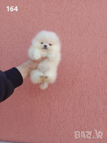 Миниатюрно мини момиче. Мини Померан. Реални снимки от 11.03. 2026 г, снимка 5 - Померан - 53792799