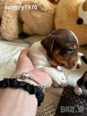 ДЖАК РЪСЕЛ БЕБЕТА-250ЛВ ЗА БРОЙ 1509251635, снимка 11 - Джак ръсел териер - 51722652