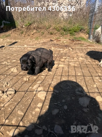 Шарпланинец кученца - чистокръвни , снимка 5 - Други - 53628473