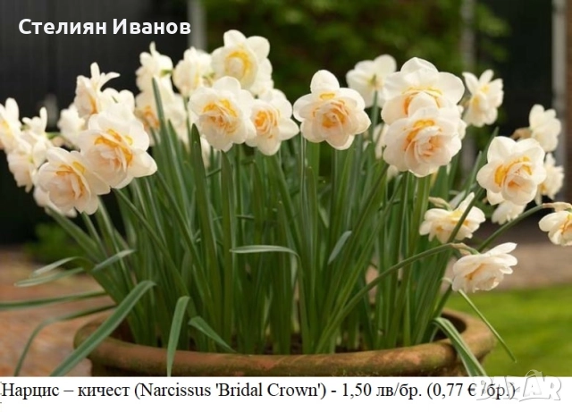 Кичест нарцис (Narcissus 'Bridal Crown') - луковици