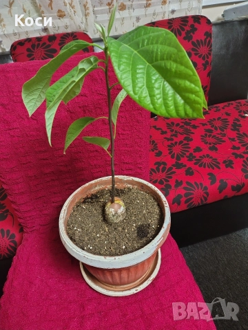 Авокадо разсад 