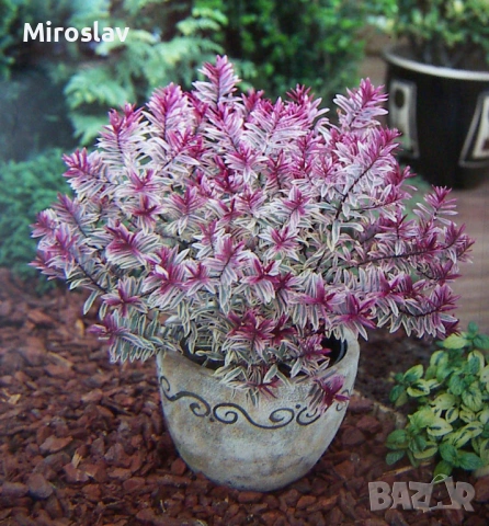 Хебе „Розова Принцеса“ 