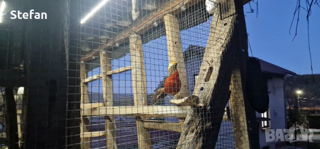 Фазани 3 чифта, снимка 4 - други­ - 52526958