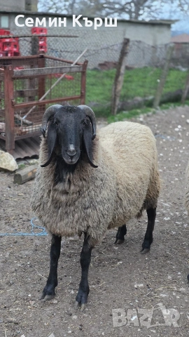 Плевенски черноглав коч, снимка 4 - Овце - 54004014