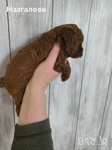 Продавам пудел той, снимка 2 - Пудели - 53826898