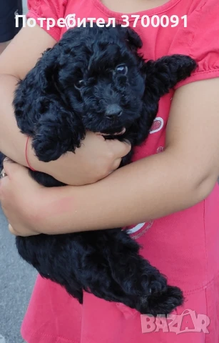 пудел той / мини пудел/ poodle toy, снимка 1