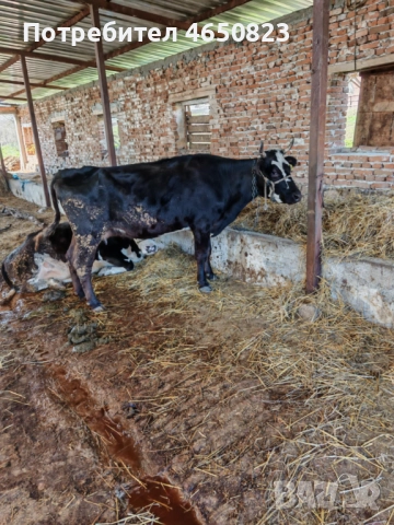 Продавам крави и телета, снимка 8 - За селскостопански - 52412159