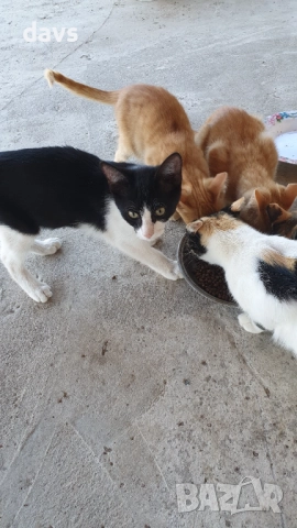 Малки котета – различни шарки, снимка 8 - Други - 51941131