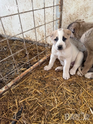 Аласай / САО , снимка 12 - Алабай - 54093320