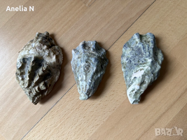 Черупки от стриди, снимка 2 - Морски сувенири - 54245777