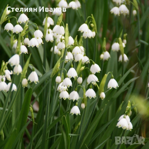 Блатно кокиче, леукоюм (Leucojum aestivum) – много големи луковици, снимка 2 - Сортови семена и луковици - 52372323