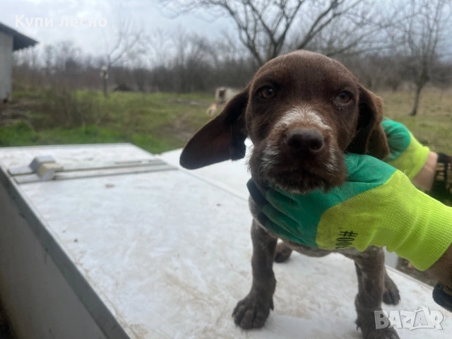 Кучета за трюфели