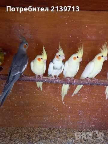 Продавам папагали Корели от 2024 г., снимка 3 - Папагали - 46296376