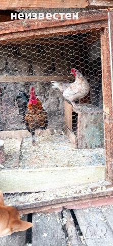 Продавам декоративно петле 