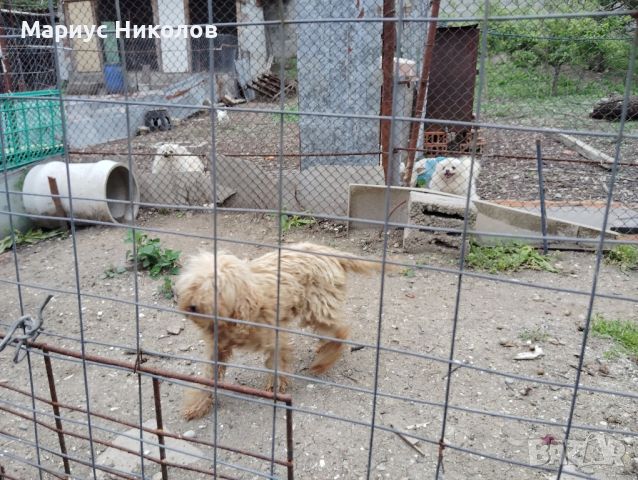 Продавам куче.