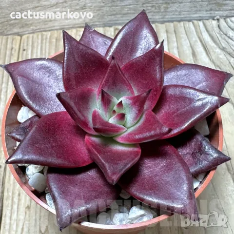 Echeveria ‘Atlas’, снимка 2 - Стайни растения - 48125367