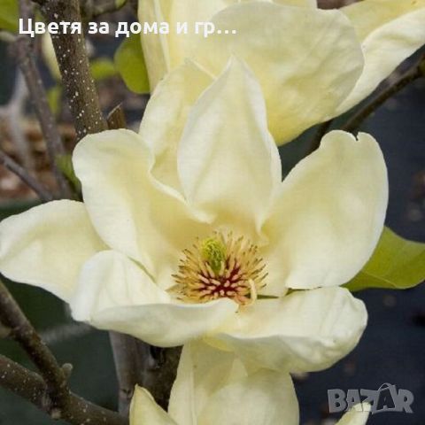 Magnolia Elisabeth(Магнолия Елизабет), снимка 3 - Градински цветя и растения - 46565817