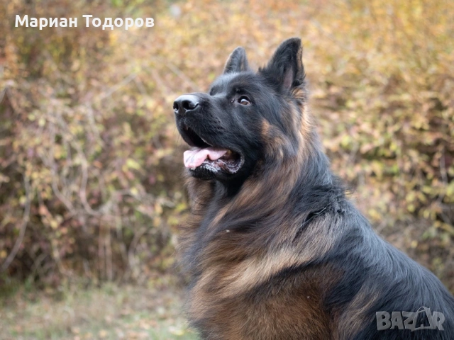 Елитна мъжка дългокосместа немска овчарка за разплод, снимка 3 - Немска овчарка - 53058570