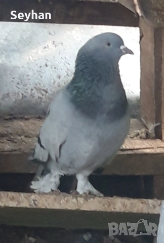 Гълъби два мъжки мардини , снимка 2 - Гълъби - 54025952