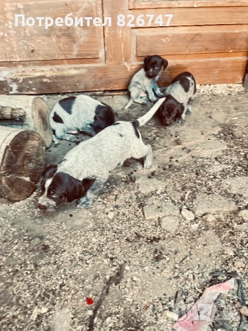 Продавам дратхари , снимка 3 - Дратхаар - 53908351