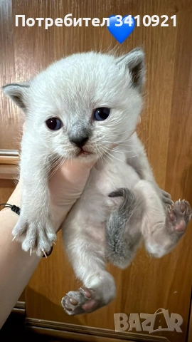 Колор-пойнт бебета 