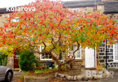 Разсадник за декоративна растителност, снимка 7 - Градински цветя и растения - 53618120