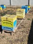 продавам полистиролни кошери ЛР с пчели , снимка 2