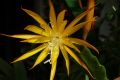 Епифилум, Epiphyllum Fruhlings Gold, снимка 1 - Стайни растения - 45840102