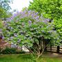 Дърво на целомъдрието (Vitex agnus castus) АВРАМОВО ДЪРВО, ВИТЕКС АГНУС КАСТУС, снимка 6