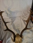 големи рога от елен - лопатар, снимка 3