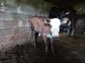 Продавам крави с телета , снимка 1 - Крави - 45743216