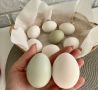 Продавам яйца L 0,40ст-бели, снимка 1 - За селскостопански - 45585998