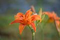 Хемерокалис(Оранжев крем), снимка 1 - Градински цветя и растения - 45100211