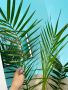 Канарска финикова палма, снимка 1