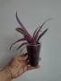 Традесканция, Tradescantia Spathacea Tricolor, снимка 4